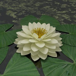 3D model water lily