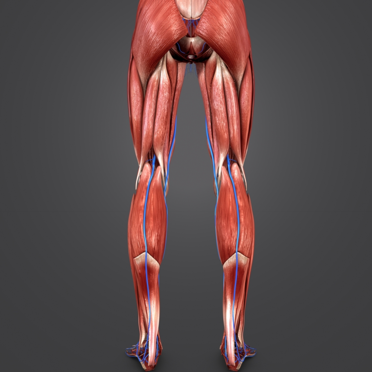 3D muscular muscles - TurboSquid 1268828