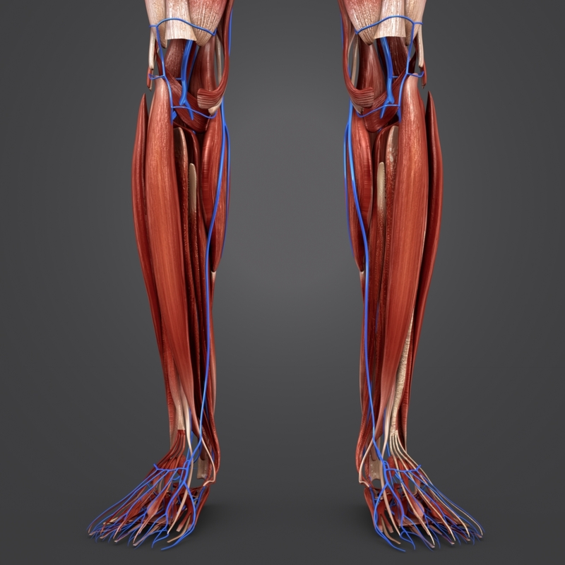 3D muscular muscles - TurboSquid 1268828