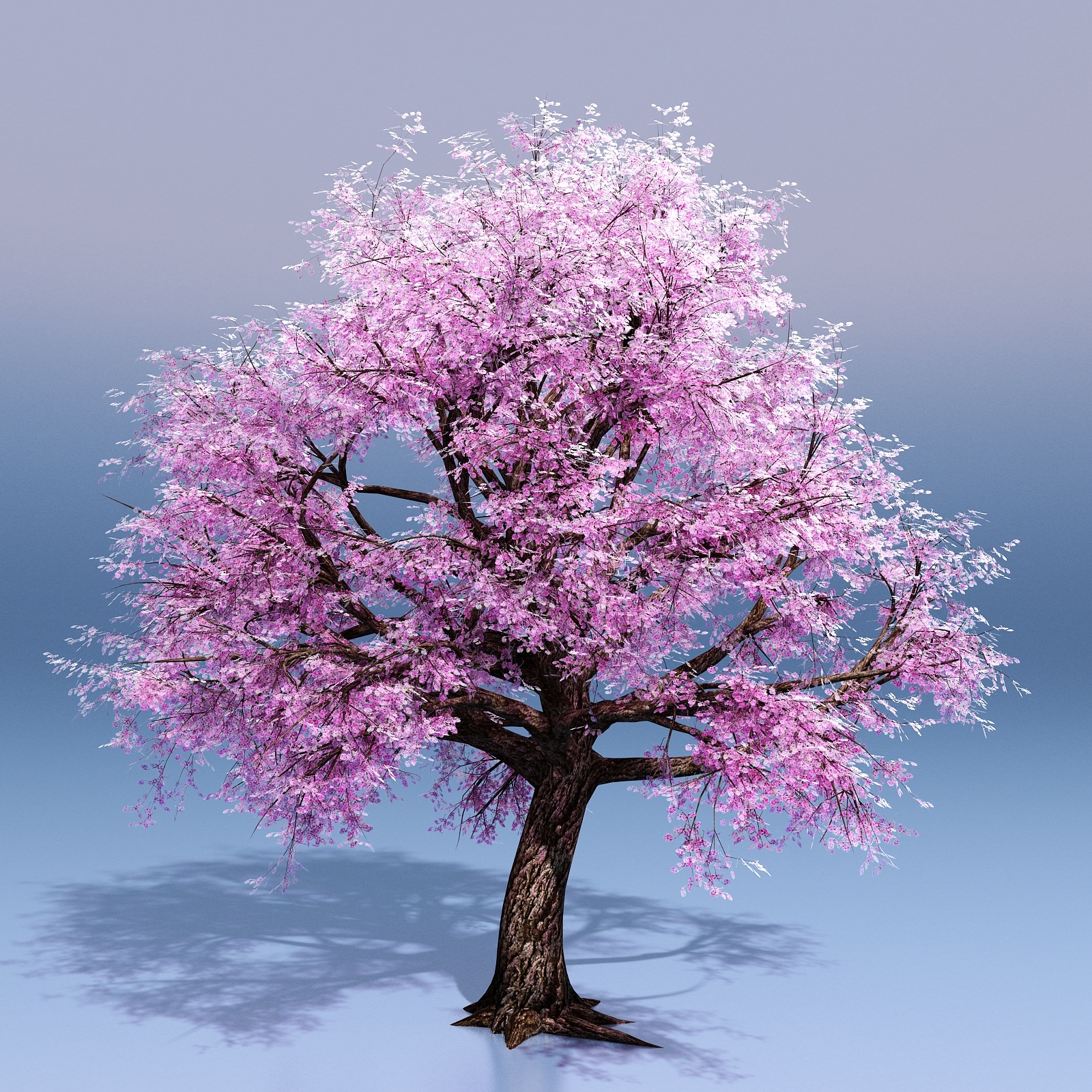 H14-1121樱花树-【集简空间】3d模型_su模型_贴图_草图模型「免费下载每日更新」