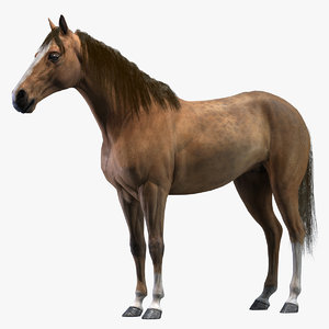 3D realistic horse rigged model