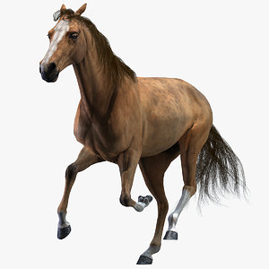 3D realistic horse animation model