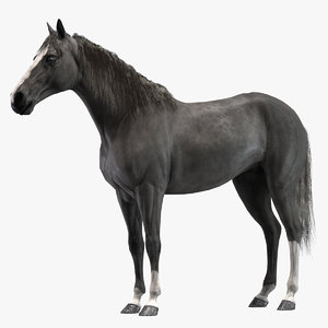 realistic horse rigged 3D model