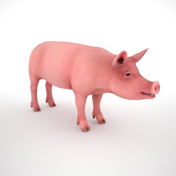 3d male pig model