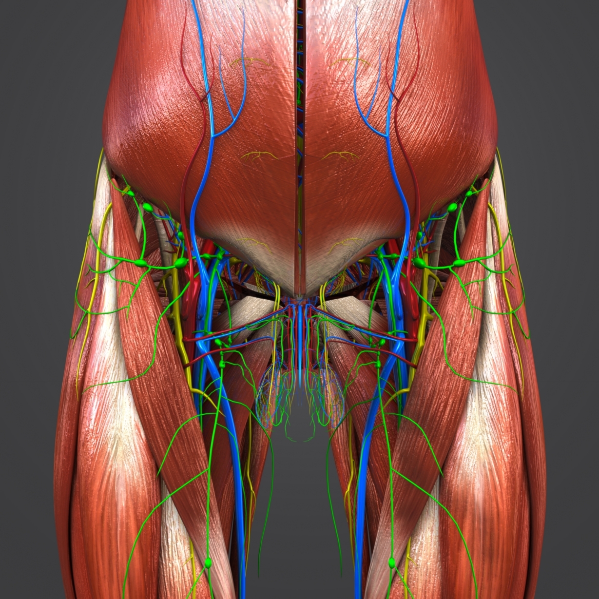 3d muscular muscles nerves