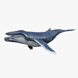 rigged humpback whale 3D