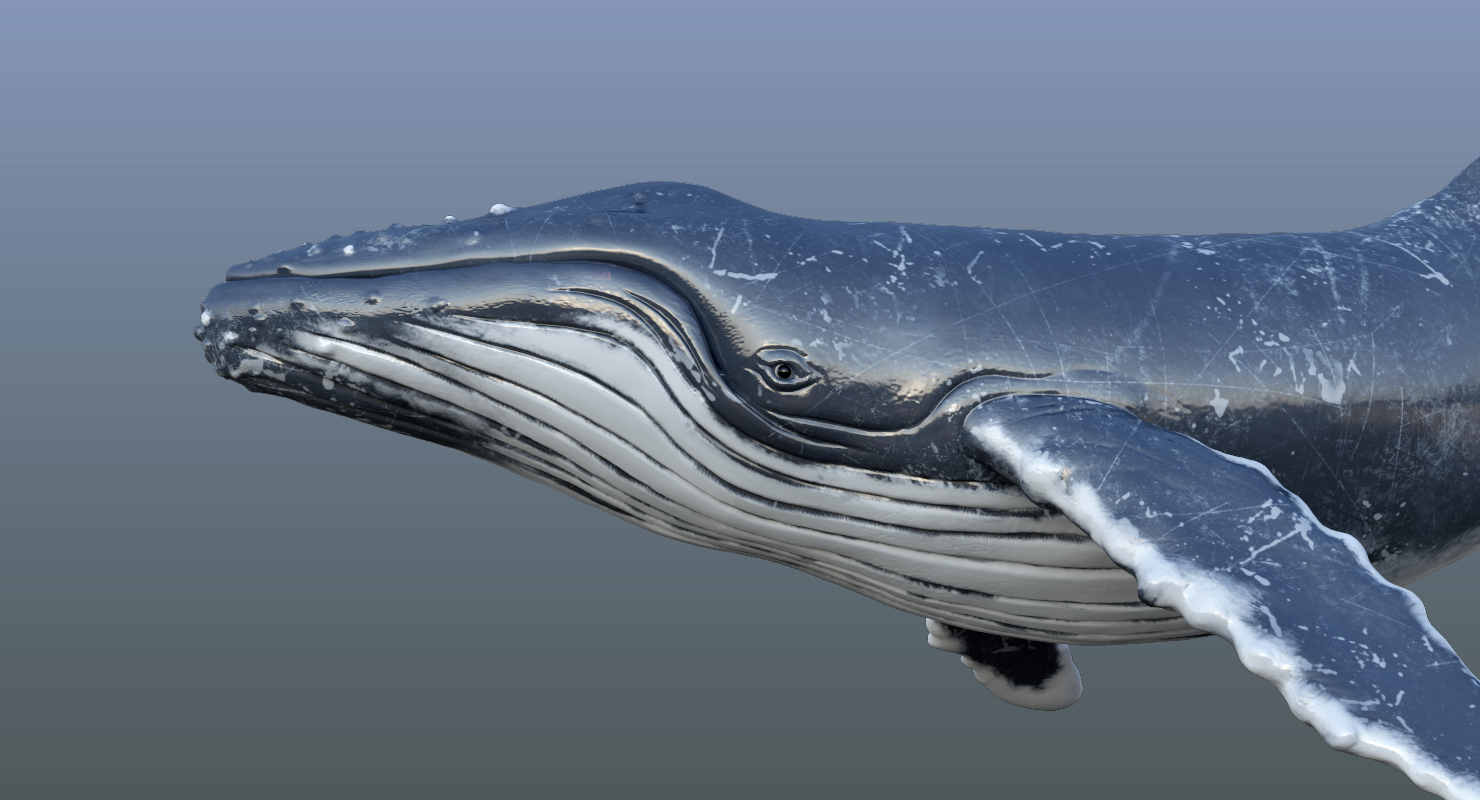 驼背鲸索具3d模型