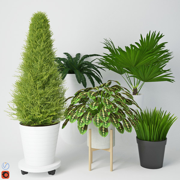 houseplant 9 3d model