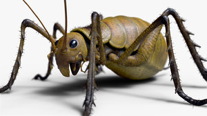 wetapunga giant weta cricket 3D model