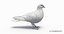 city pigeon rigging animation model