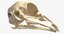 3D bird skull model