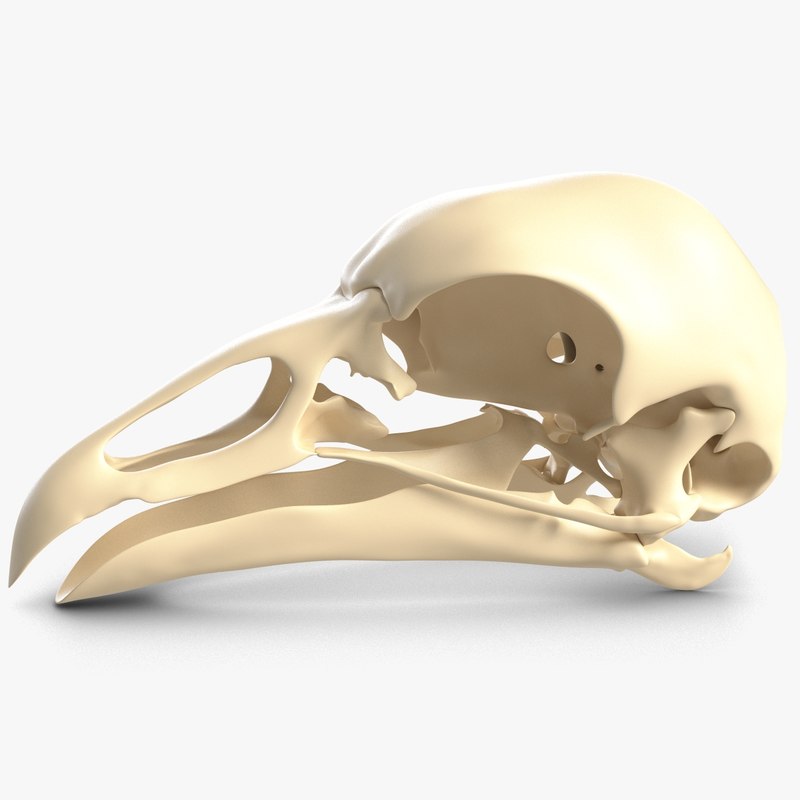 3D bird skull model TurboSquid 1270476