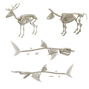 deer skeleton 3D model