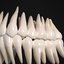 human teeth model