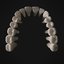 human teeth model
