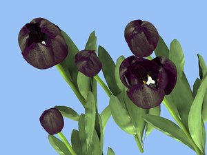 3D 5 tulips black model