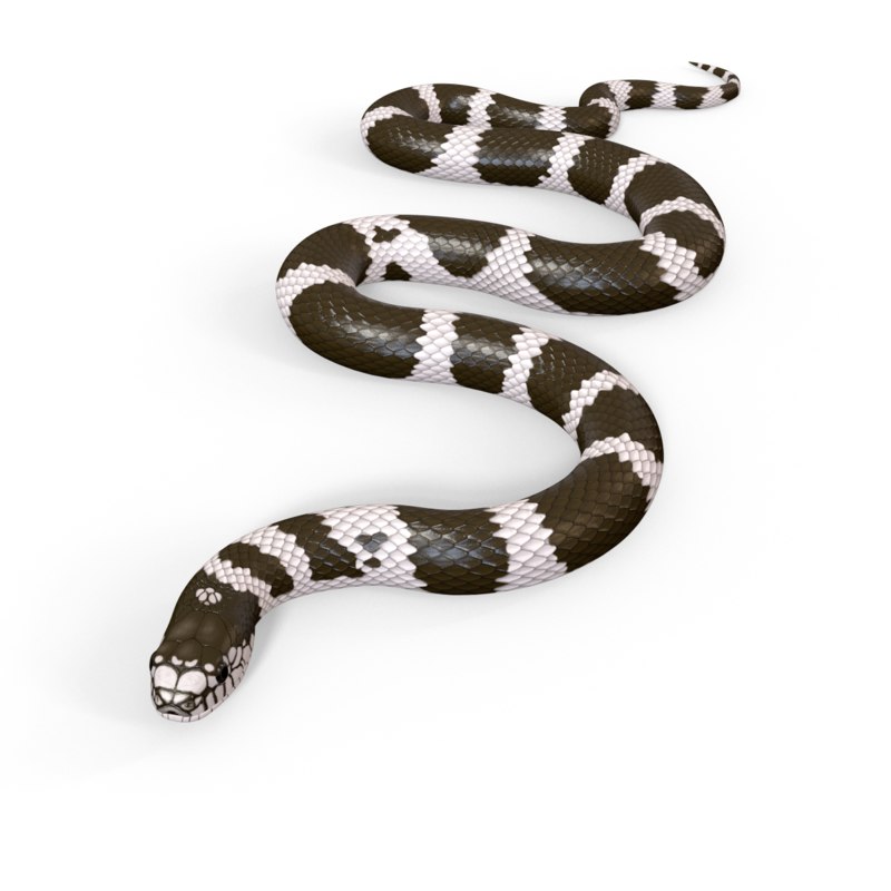 3D snakes animation model - TurboSquid 1270911