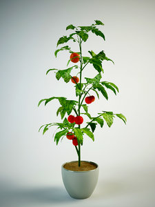 tomato pot model