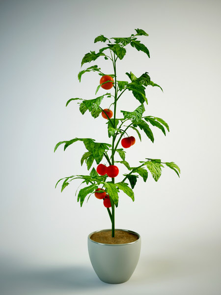 番茄植株3d模型