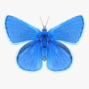 3D model realistic common blue butterfly