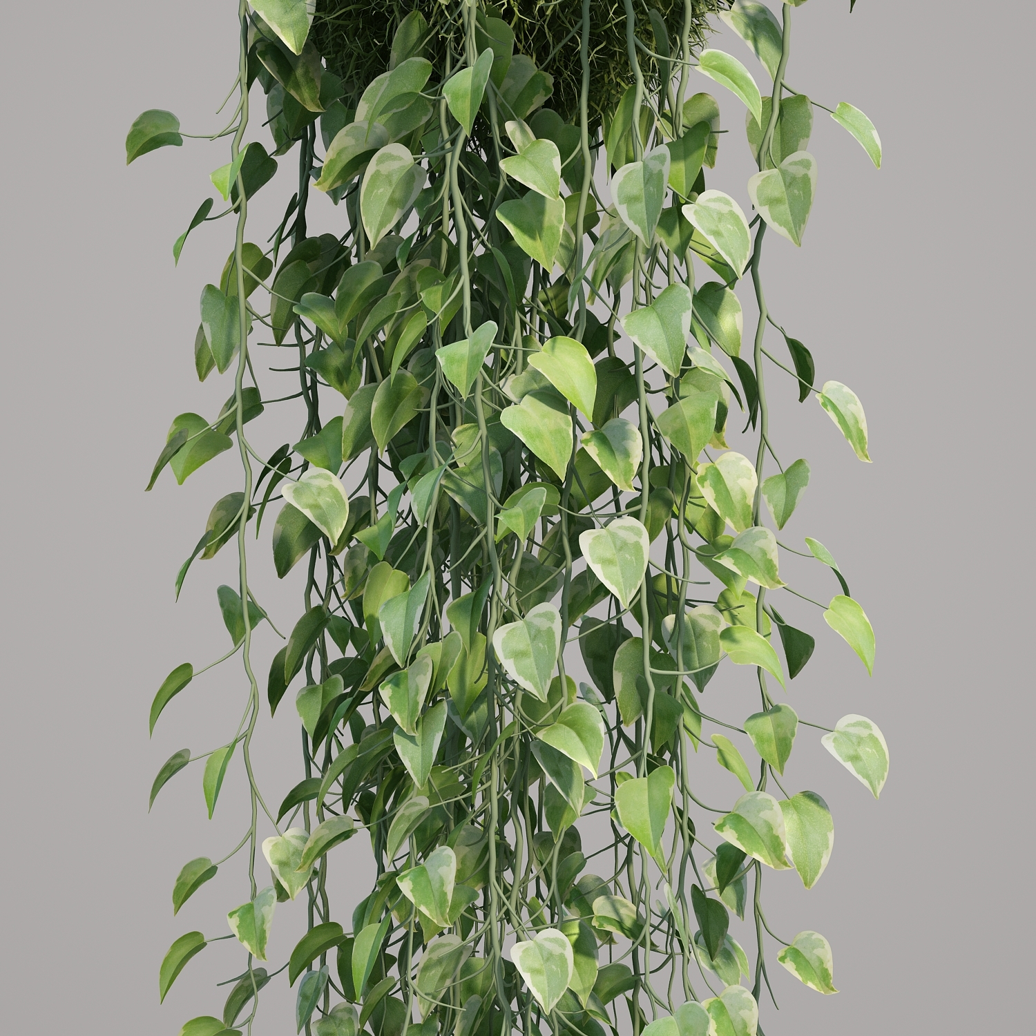tree plant 3d model