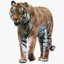 3D tiger rigged fur 1