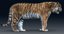 3D tiger rigged fur 1
