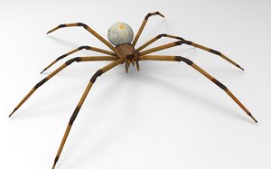 brown widow spider 3D model