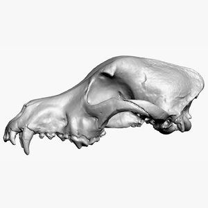 3D dog skull scan