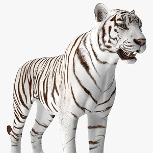 white tiger 3D model