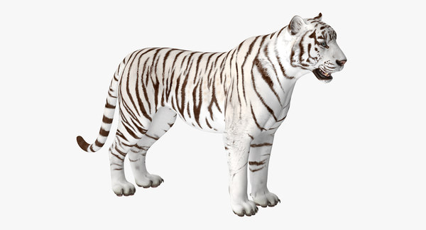 White tiger 3D model - TurboSquid 1271758