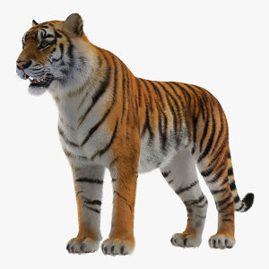 3D tiger fur