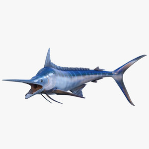 3D rigged blue marlin model