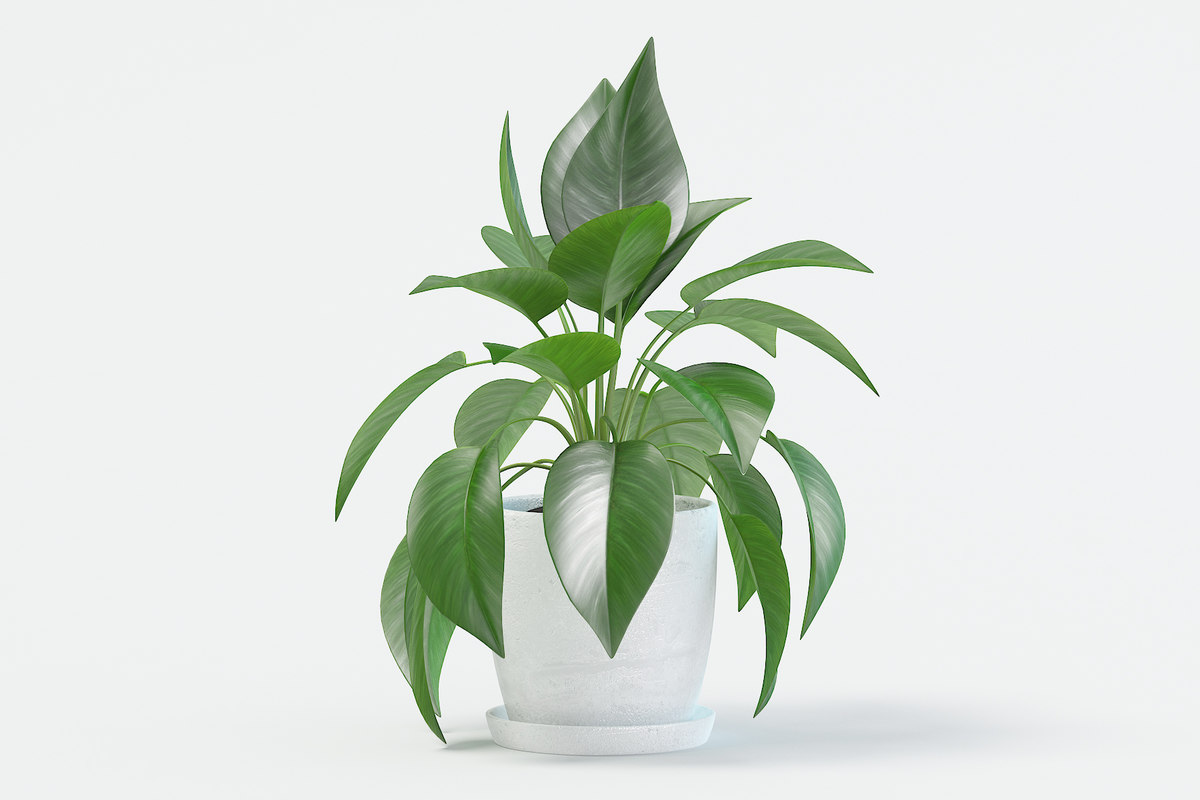 Jade Pothos Plant Caldwellcountytxoem Com - jade pothos plant pot model turbosquid 1272170