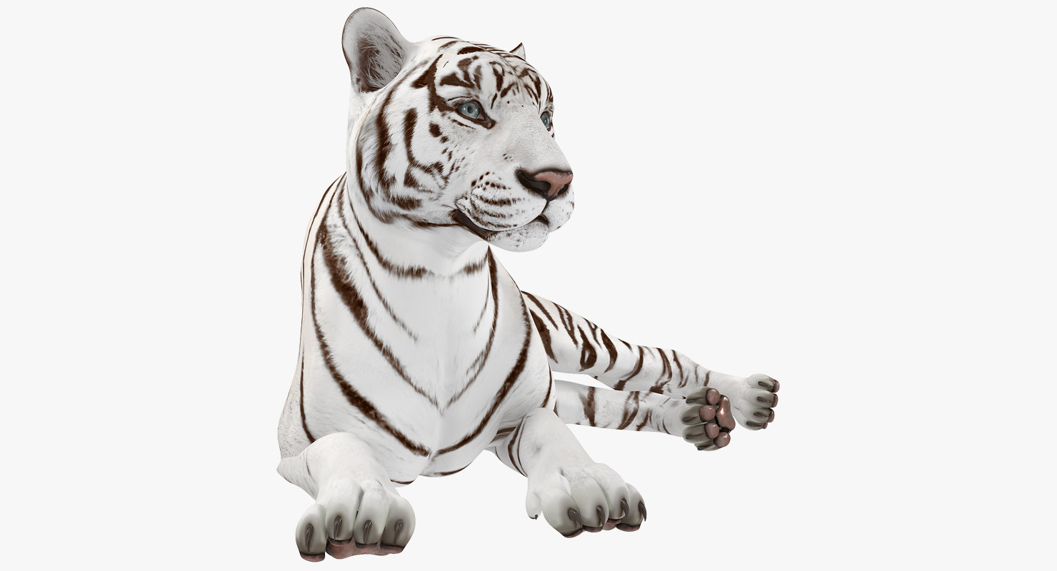 Liegender weißer Tiger 3DModell TurboSquid 1272198