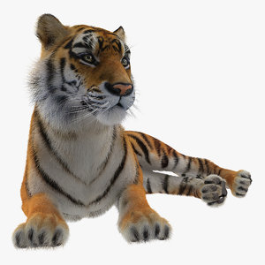 3D lying tiger fur model