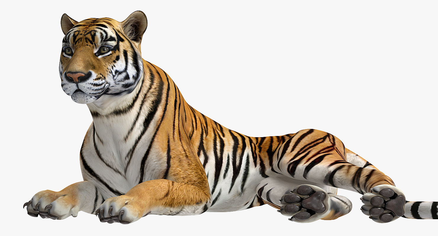 3D model lying tiger TurboSquid 1272200