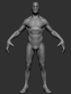 anatomy ztl zbrush 3D model
