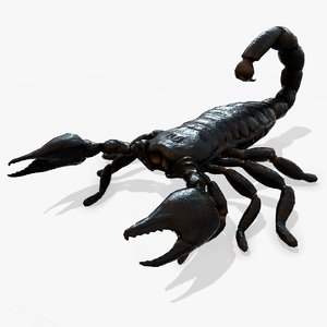3D model black scorpion