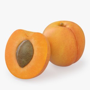 apricot fruit model