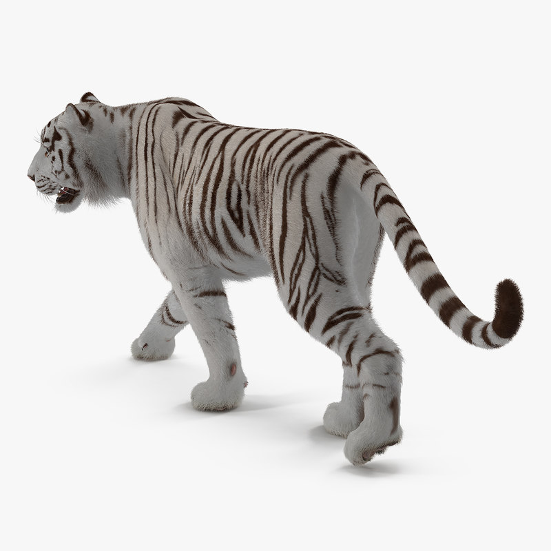 与毛皮的白色老虎walkig姿势3d模型