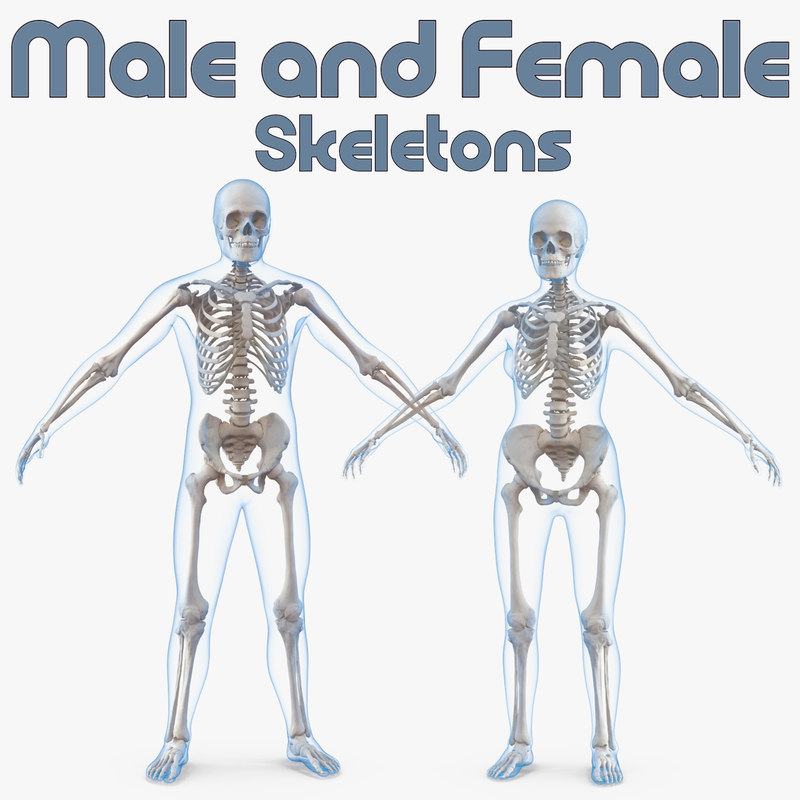 Male Female Bodies Skeletons 3d Model Turbosquid 1273272 0239