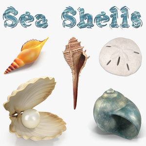 sea shells 2 model