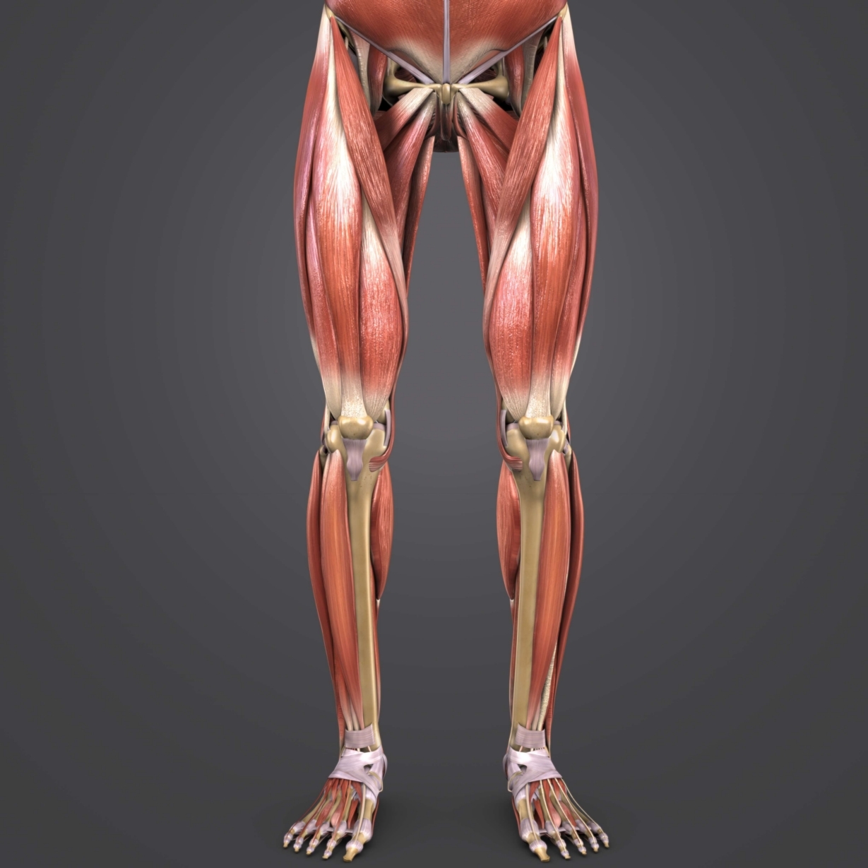 3D muscles body skeleton - TurboSquid 1273523