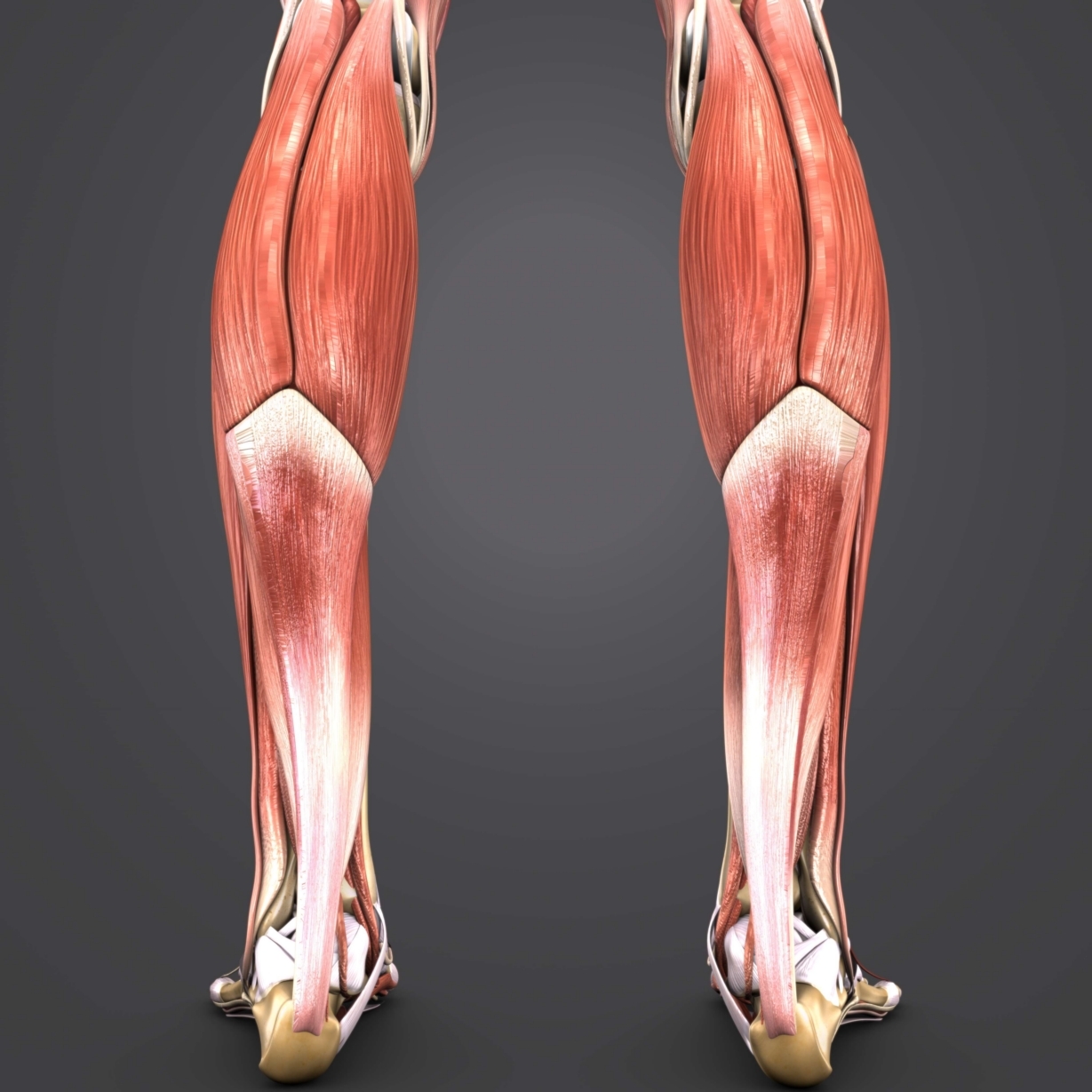 3D muscles body skeleton - TurboSquid 1273523