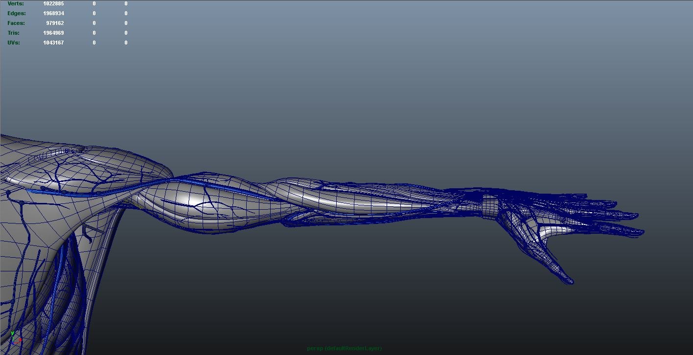 muscles with skeleton, arteries, veins, nerves and lymphnodes