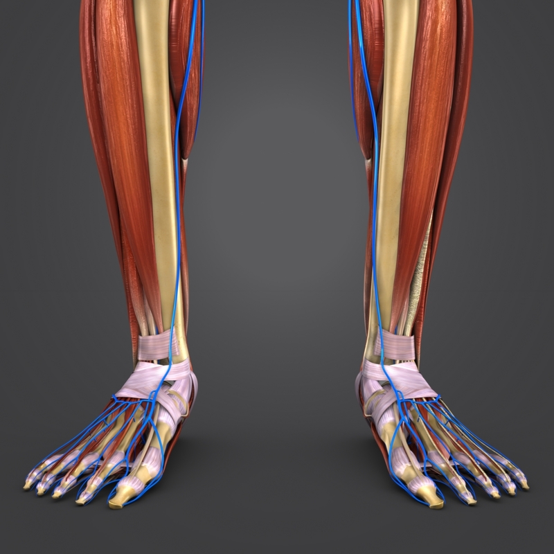 Muscles veins skeleton 3D - TurboSquid 1273621