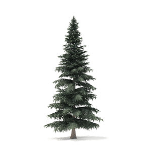 3D spruce tree 8m
