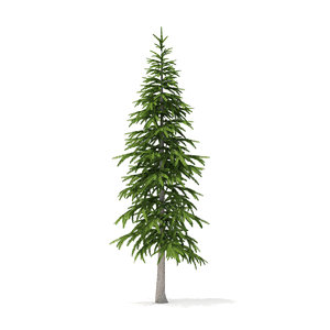 fir tree 3 4m 3D