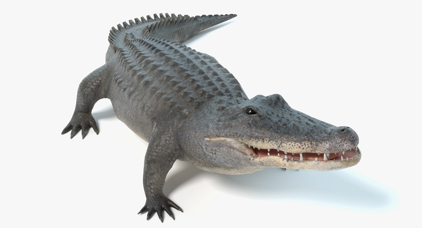 3d-alligator-animations-turbosquid-1273766